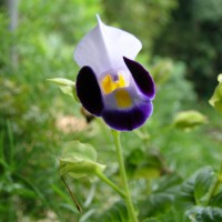 Torenia fournieri Linden ex E.Fourn.